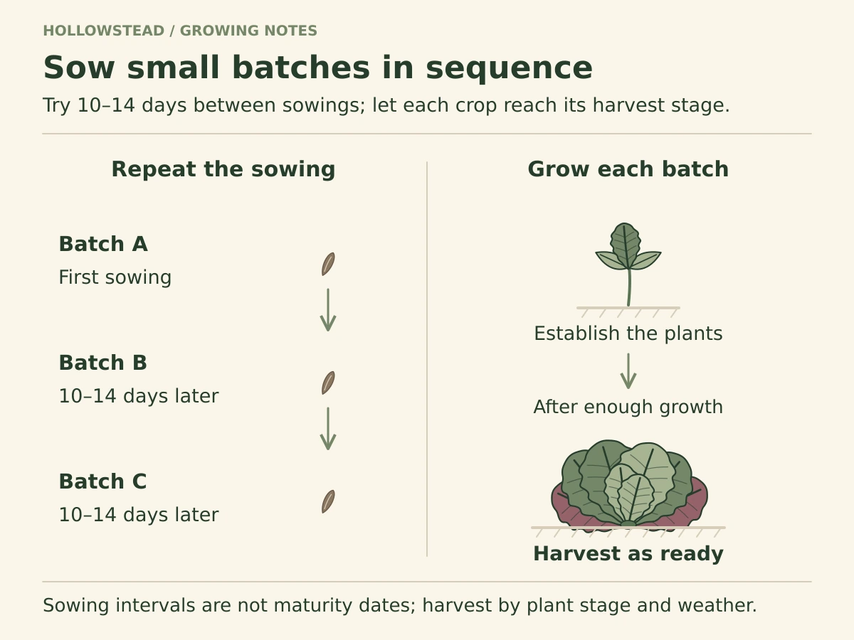 Two separate panels show the schedule for sowing batches A, B and C at trial intervals of 10–14 days, and a seedling growing into harvestable lettuce after enough suitable growing time.