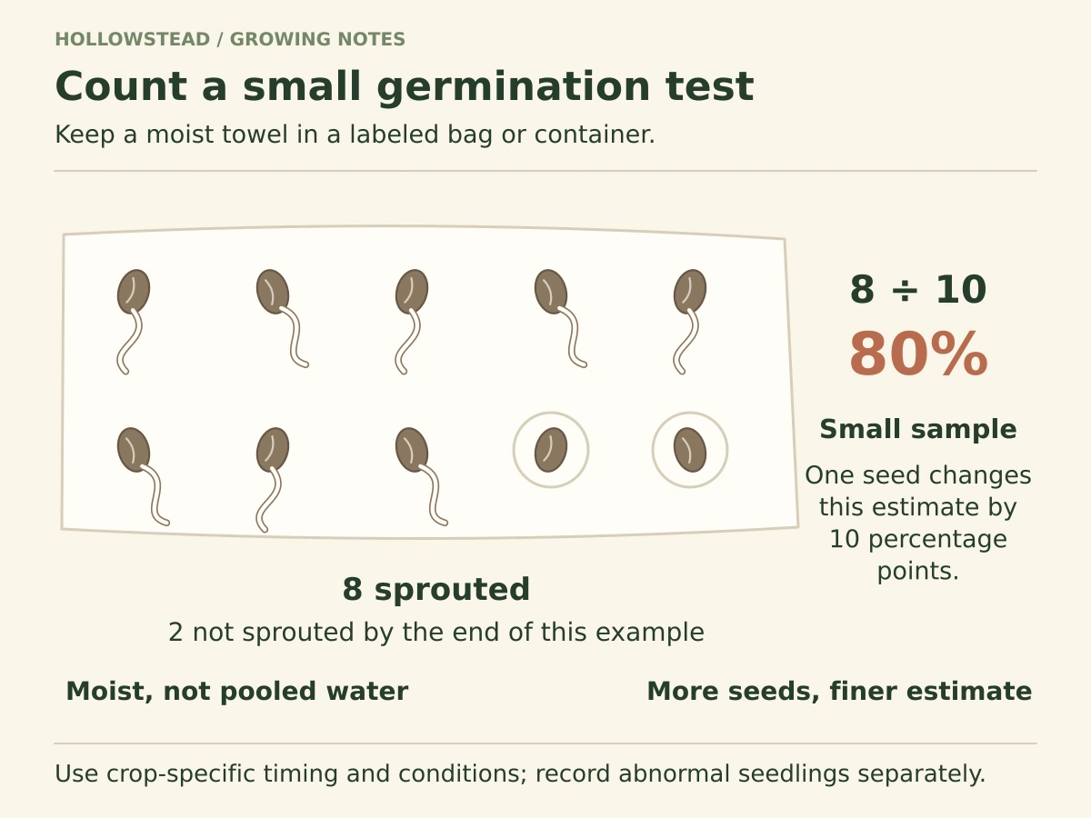 Ten seeds on a moist paper towel; eight have sprouted and two have not. Eight divided by ten gives an 80 percent small-sample germination estimate.
