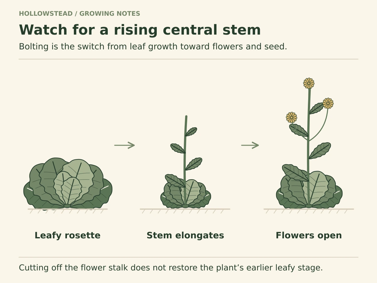 A compact lettuce rosette is followed by a plant with an elongated leafy central stem, then by a taller branched stalk bearing small yellow flowers.