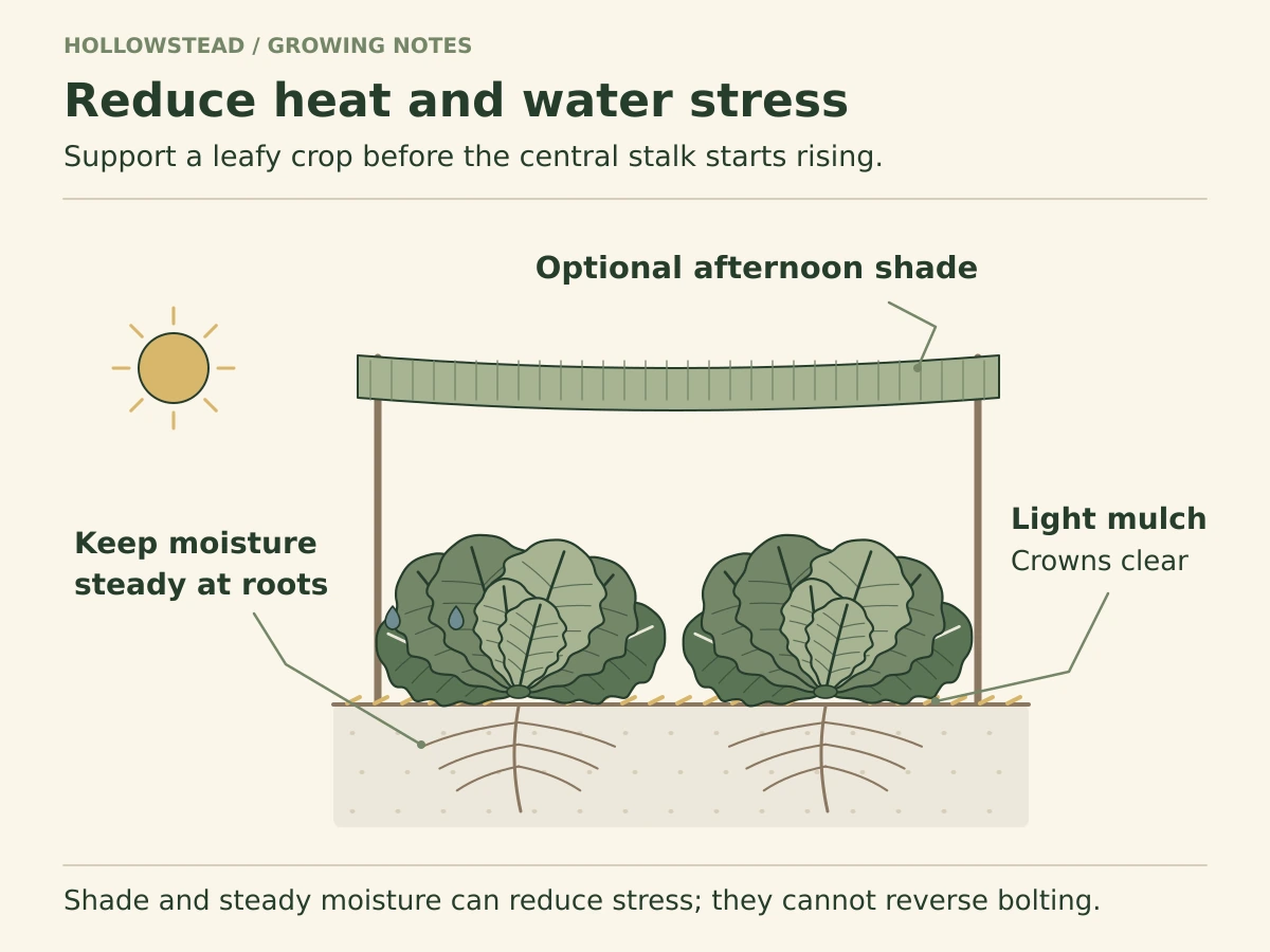 Two lettuce plants grow in a lightly mulched bed under optional afternoon shade cloth, with root-zone moisture shown beneath the soil and clear space around each crown.