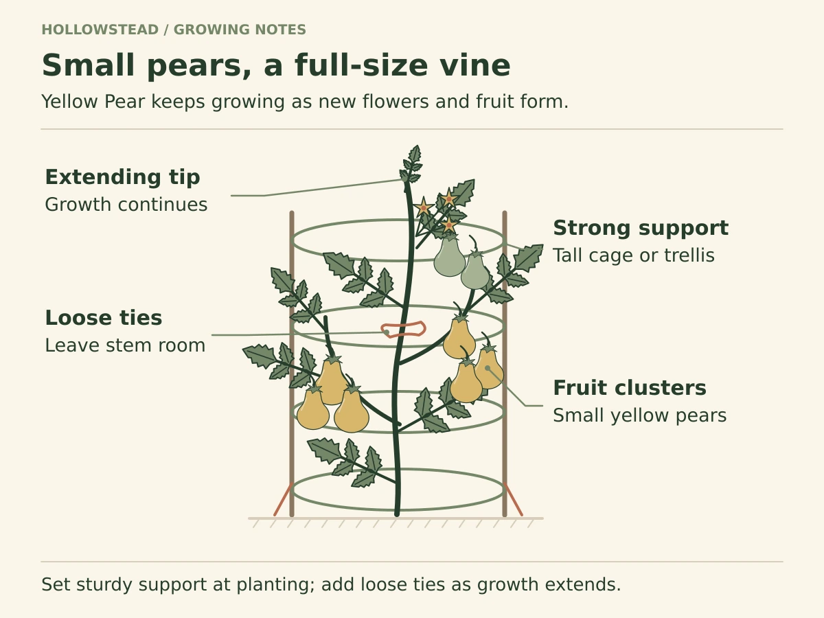 A branching Yellow Pear tomato vine in a tall cage carries flowers, green fruit and ripe yellow pear-shaped fruit. Leaders identify the extending tip, loose ties and strong support.