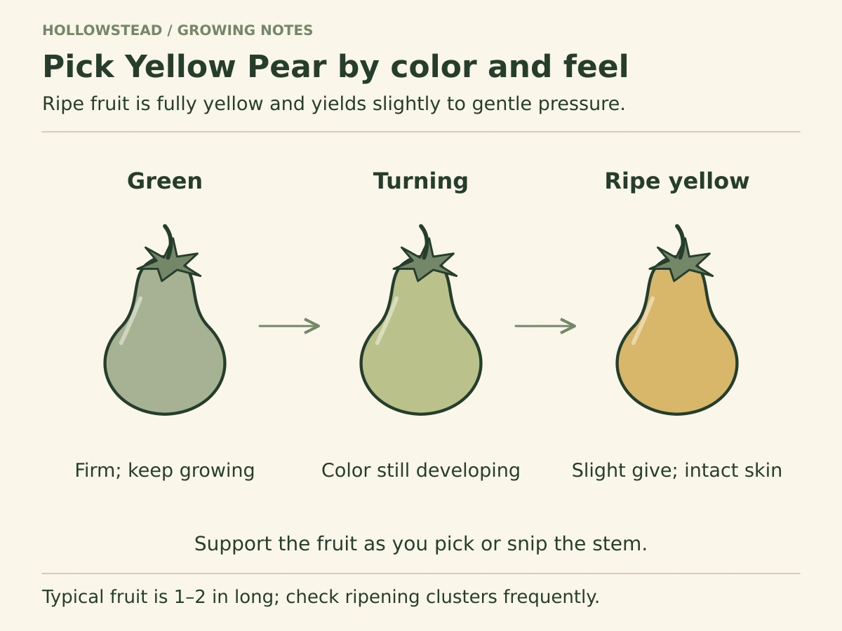 Three large pear-shaped tomatoes progress from firm green through turning yellow to full yellow. The ripe fruit has intact skin and slight give.