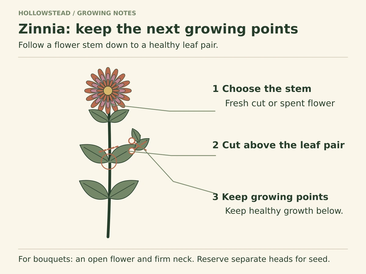 Zinnia cutting diagram with a cut just above an opposite leaf pair, leaving the node, lower leaves and a developing side shoot intact.