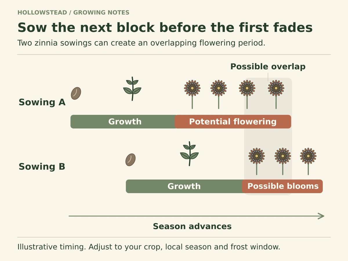 Two illustrative zinnia sowing timelines. The second sowing starts later while the first grows, and their potential flowering bars overlap before the first planting fades.