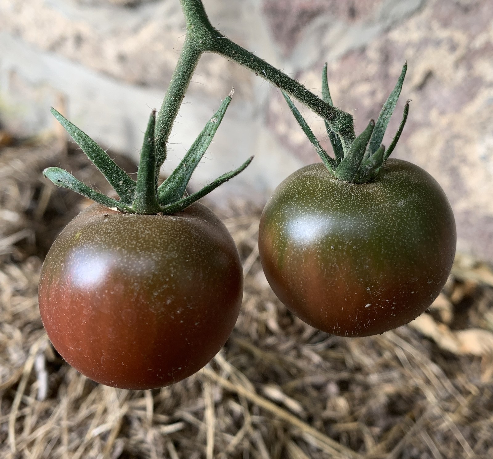 Ripe Black Cherry tomatoes on the vine.