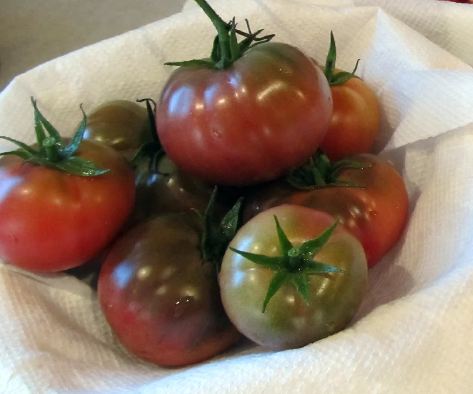 Black Krim tomatoes from the author’s harvest.