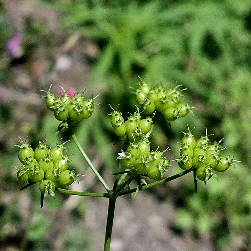 Clusters of small green developing coriander fruits on a generic cilantro plant.