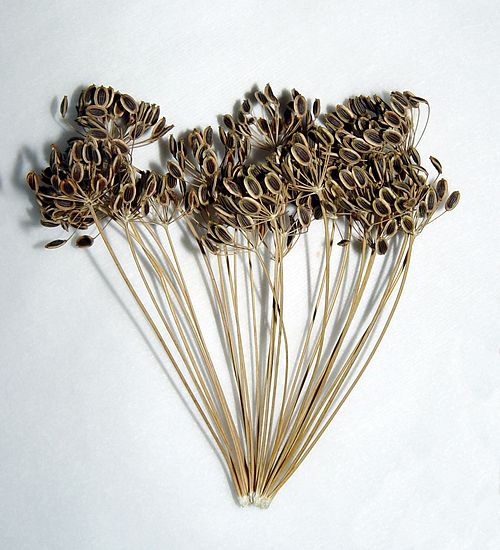 Dry brown dill seed heads with striped fruits on a generic dill plant.