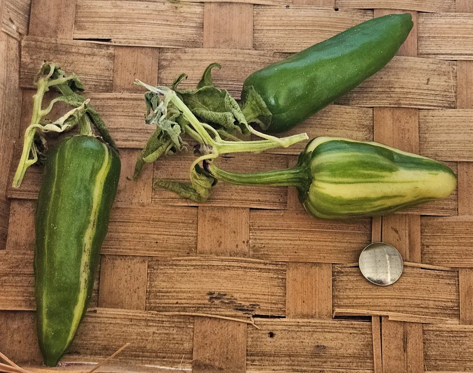 Green, cream-striped Fish peppers from a county fair produce entry.