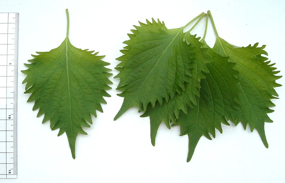 Green shiso leaves photographed with a ruler for scale.