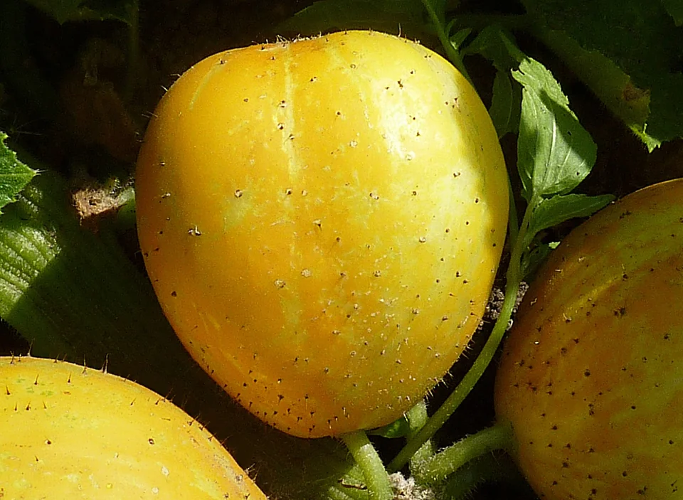 Yellow Lemon cucumbers growing on a vine.