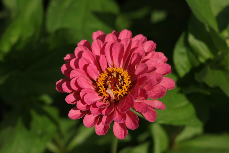 A pink California Giant zinnia bloom in a garden.