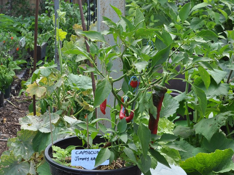 Red and partly green Jimmy Nardello peppers hanging on a labeled potted plant.