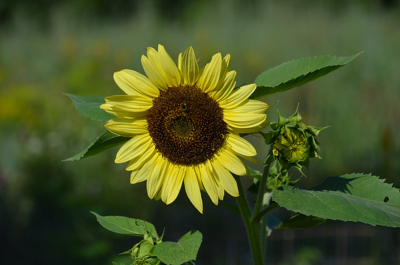 An annual Lemon Queen sunflower bloom with a bud and leaves against a soft green background.
