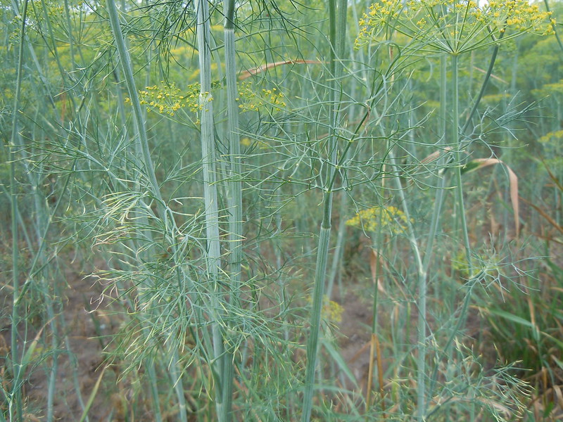 Fine dill foliage and stems with small yellow flower heads in a living stand.