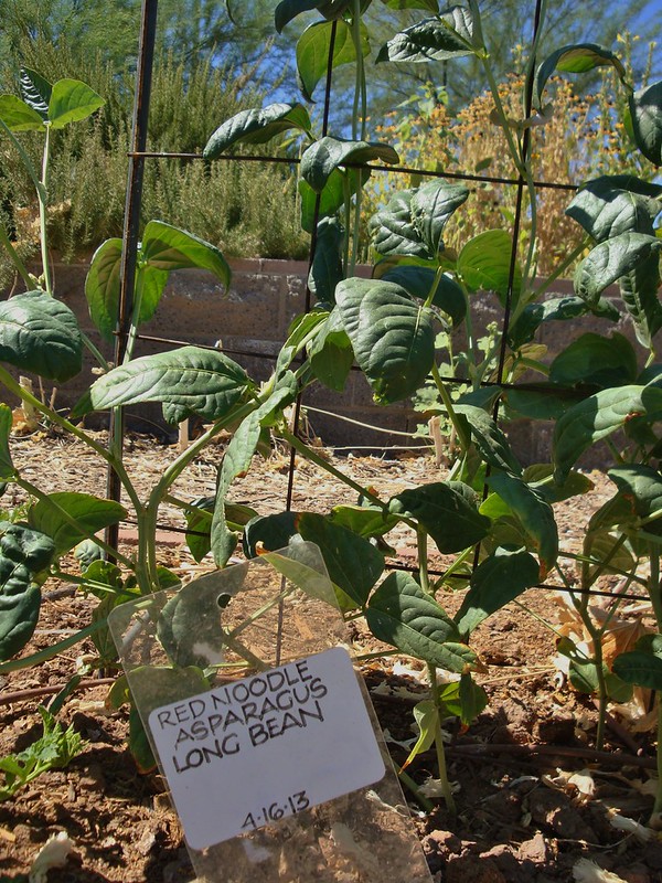 Red Noodle asparagus long bean vines on a wire trellis beside a cultivar label.