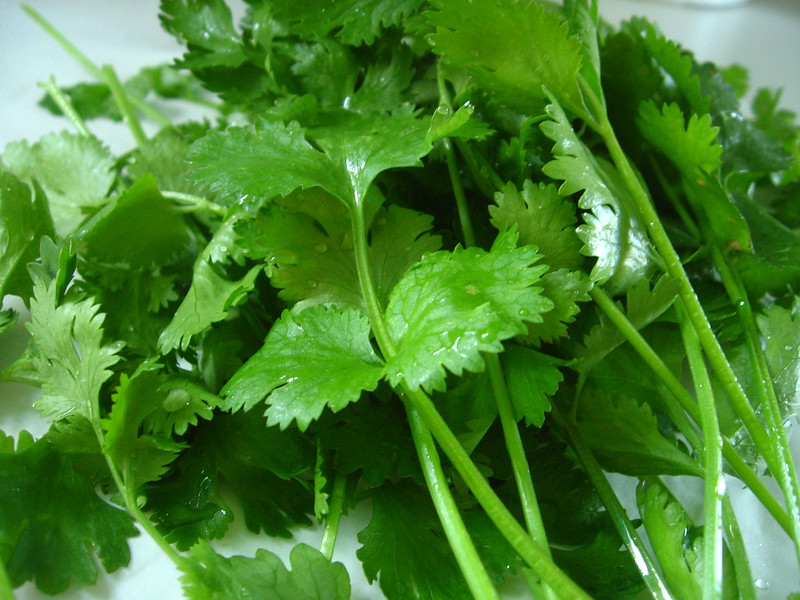 Fresh harvested cilantro leaves and stems with water droplets on a light surface.