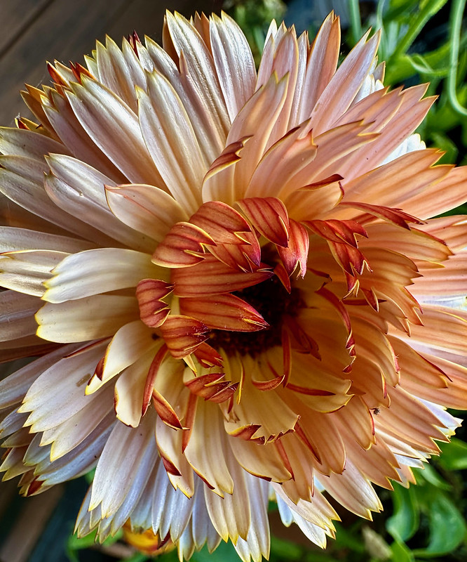 Close-up of peach and reddish petals on a Zeolights calendula flower.