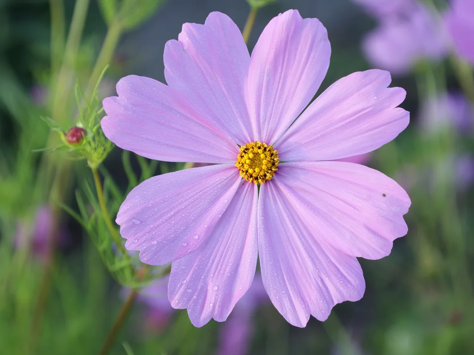 Pale pink bloom from a Sensation mixture cosmos planting.