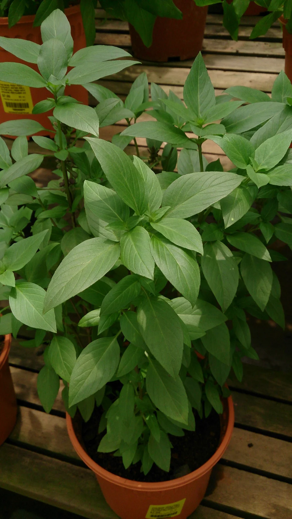Thai basil plants growing in pots.